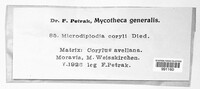 Microdiplodia coryli image